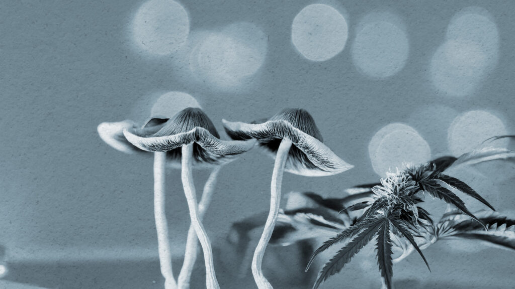 Terapias psicodélicas e cannabis medicinal: Brasil avança na regulamentação de substâncias psicoativas
