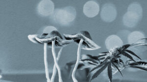 Terapias psicodélicas e cannabis medicinal: Brasil avança na regulamentação de substâncias psicoativas