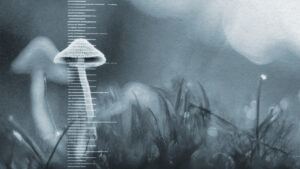 Pesquisadores brasileiros validam método cromatográfico que permite quantificar psilocibina e psilocina com precisão, abrindo caminho para aplicações clínicas seguras.