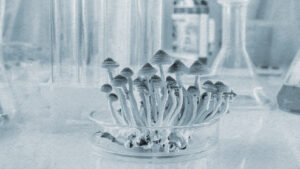 Biocase Group realiza a primeira importação privada de Psilocybe no Brasil — um marco para a biotecnologia em saúde mental